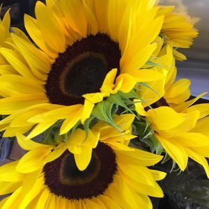 Meet your Posher, Gina